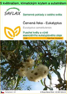 Obrázek produktu pro SAFLAX Garden to go - Červená řeka - Eukalyptus - Eucalyptus camaldulensis - 200 Semena - S květináčem, klimatickou poklicí a pěstebním substrátem