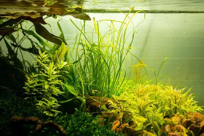 Produktbild von Aquarium Pflanze Sagittaria subulata 'Needle Leaf' Tropica Nr.144 TC in Vitro Wasserpflanze