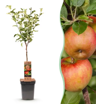Zdjęcie produktu dla Roślina owocowa - Jabłoń - Malus domestica Elstar - Czerwone zielone jabłko - 80-90cm - Ø21cm - Roślina ogrodowa