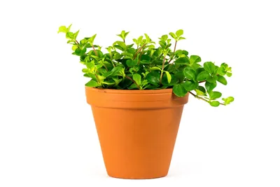Obrázok produktu pre Gardners Peperomia rotundifolia, priemer 10,5-12 cm
