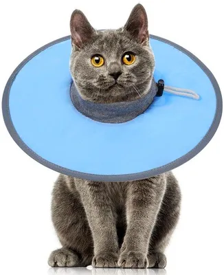 Productafbeelding van Halsband voor katten, geschikt na een operatie of voor wondverzorging, verstelbaar en waterafstotend