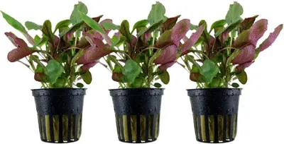 Produktbild von Aquarium Pflanze 3 Stück Lobelia cardinalis Wasserpflanze AquaOne Nr.353C Set