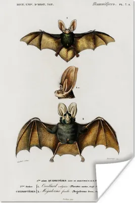 Produktbild von MuchoWow® Poster Fledermaus - Vintage - Tier 120x180 cm - Kunstposter