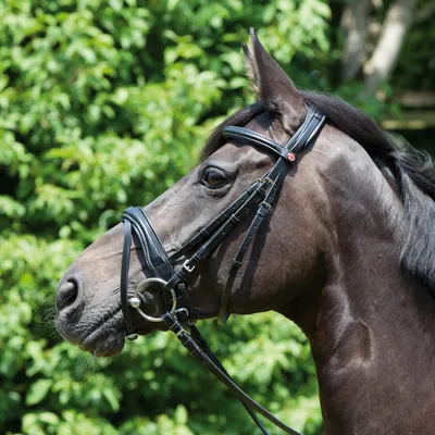Produktbild von Kieffer Trensenzaum PERSEUS in zwei Farben, Farbe:schw./schw. unterl.-mit Lederstirnband, Größe:Warmblut