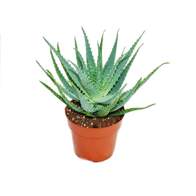 Immagine prodotto di Aloe aborescens in un vaso da 19 cm