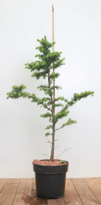 Produktbild von Larix kaempferi, Japanische Lärche, 80–100 cm