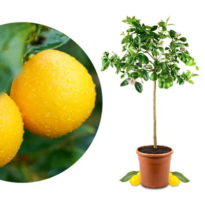 Produktbild von Meine Orangerie Meyer-Zitrone - echte Zitruspflanze - veredelter Zitronenbaum - Citrus limon 'meyeri' - Meyer Lemon