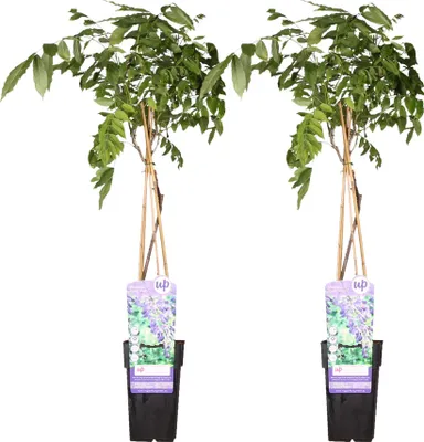Zdjęcie produktu dla 2X Wisteria sinensis 'Prolific' - ↨65Cm - Ø15