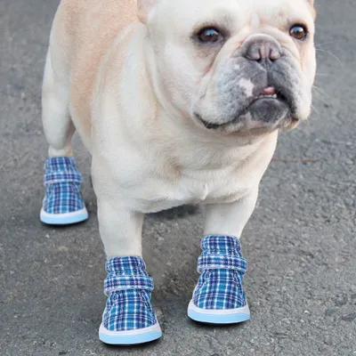 Produktbild von Hundeschuhe, Hundesportschuhe, Haustierschuhe, Haustier-Sportschuhe, Welpenschuhe
