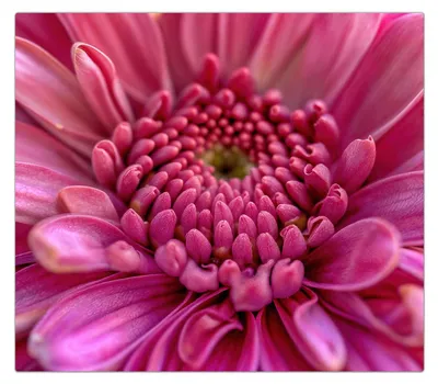 Produktbild von Spritzschutz Herdabdeckplatte Schneidebrett aus Glas Nahaufnahme Blume 1-Teilig (60x52cm)