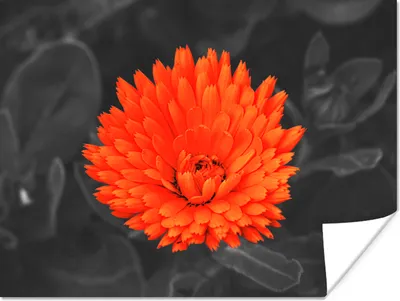 Produktbild von MuchoWow® Poster Blumen - Orange - Schwarz - Weiß 120x90 cm - Wandbild
