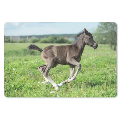Produktbild von MuchoWow® Schreibtischunterlage Pferd - Blumen - Gras 60x40 cm - XXL Mauspad - Großes Mauspad