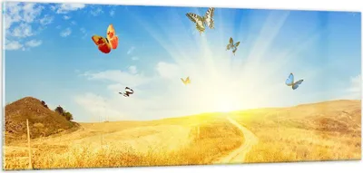 Produktbild von Bilder auf glas - Schmetterlinge Wiese Gras - 100x40cm - Glasbilder - Wandbilder - Kunstdruck - zum Aufhängen bereit - Wanddekoration aus Glas - Glas Bilder - Wandbild auf Glas - GAB100x40-0517