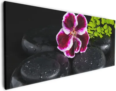 Produktbild von Wallario Premium Leinwandbild Geranienblüte auf schwarzen Steinen, benetzt mit Wassertropfen in Größe 50 x 125 cm
