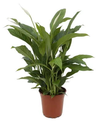 Immagine prodotto di Spathiphyllum Torelli - 55-65cm - Ø17cm - Pianta d'appartamento - Sempreverde