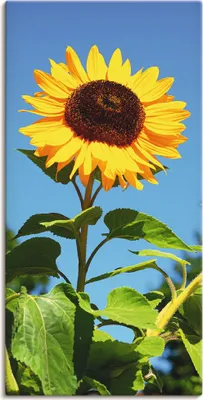 Produktbild von ARTland Leinwandbild Große Sonnenblume Größe: 20x40 cm