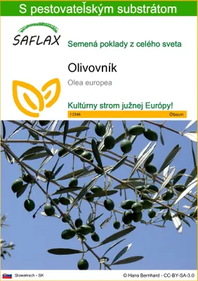 Obrázok produktu pre SAFLAX - olivovník - Olea europea - 20 Semená - S pestovateľským substrátom bez klíčkov