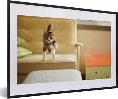Produktbild von MuchoWow® MuchoWow® Gerahmtes Poster Katze - Frühling - Stuhl 60x40 cm - Poster mit zchwarzem Bilderrahmen - Schlafzimmer - Plakat in Rahmen - Drucken