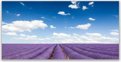 Produktbild von Glasbilder 120x60 Wandbild Druck auf Glas Wiese Blumen Natur