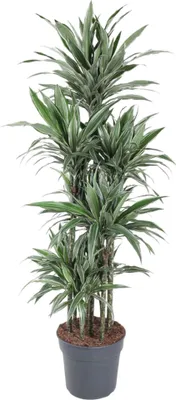 Zdjęcie produktu dla Smocze drzewo - Dracaena Warneckei Carousel - roślina doniczkowa - 180cm - ø34cm