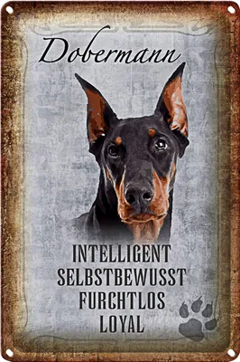Produktbild von Blechschild Spruch 20x30cm Dobermann Hund loyal