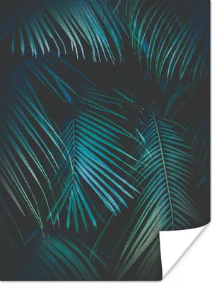 Produktbild von MuchoWow® Poster Palme - Palmenbaum - Tropisch 90x120 cm - Wohnzimmer