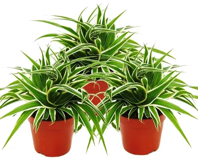 Immagine prodotto di Clorofito 12cm, set di 3, giglio verde