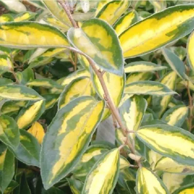 Obrázok produktu pre 2 x  zimozelený olejový vŕbový krík  - Elaeagnus ebbingei 'Limelight'  | 30-40 cm v kontajneri