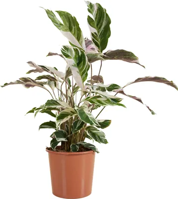 Zdjęcie produktu dla Bloomique - Calathea White Fusion - Roślina pawia - Rośliny doniczkowe - Oczyszczające powietrze - Łatwe w utrzymaniu - Wysokość 60-80 cm - Doniczka 17 cm