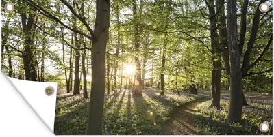 Produktbild von MuchoWow® 160x80 cm Outdoor-Poster Gartendeko Sichtschutz Garten Poster für den Garten  Wald - Baum - Sonne