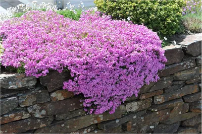 Produktbild von Stauden Gänge 3 x Phlox subulata 'Fabulous Rose' - Rosa Polster-Phlox - Ein Blütenteppich in zauberhaftem Rosa - Trittfest - Bodendecker