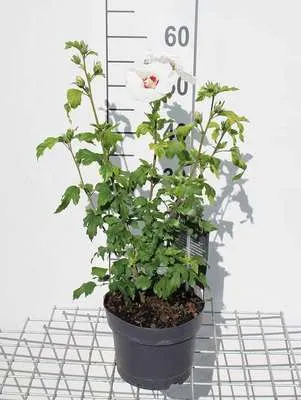 Zdjęcie produktu dla Hibiscus syr. 'Red Heart' - Garteneibisch 40- 60 cm Pojemnik