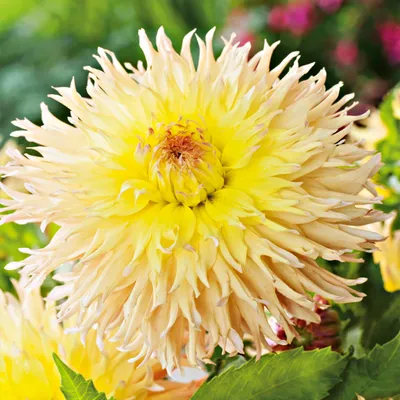 Produktbild von Dahlie Knolle Blüten Sommerblumen Herbstblumen Gefranste Dahlie Mingus Joshua 1 St.