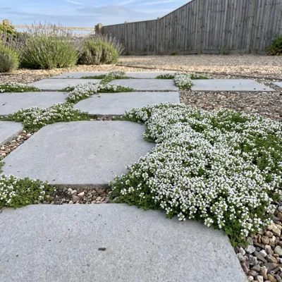 Produktbild von Stauden Gänge 50 x Thymus praecox 'Wirral White' im 9 x 9 cm Topf - Weißer Polsterthymian - Reinweiße Blüte im Juni - Bodendecker