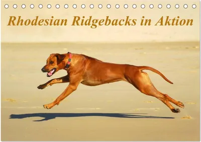 Produktbild von Rhodesian Ridgebacks in Aktion (Tischkalender 2026 DIN A5 quer), CALVENDO Monatskalender
