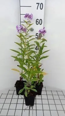 Zdjęcie produktu dla 6 x Floks (p) 'Uspech' - Flammenblume - Topf 9 x 9 cm