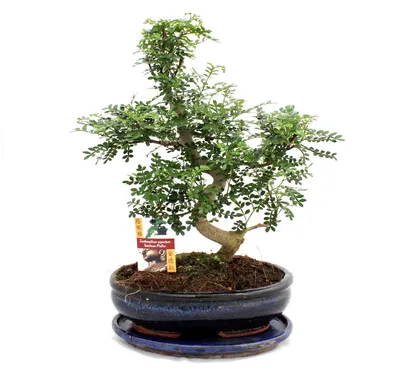 Zdjęcie produktu dla Bonsai pieprz syczuanski - Zanthoxylum piperitum - ok. 12-15 lat