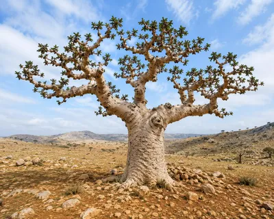 Produktbild von SaatPilot Boswellia serrata 10 Samen Indischer Weihrauchbaum