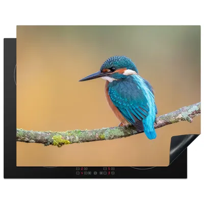 Produktbild von KitchenYeah© Herdabdeckplatte Vogel - Eisvogel - Tiere - Zweig , 77x59cm, Küche Deko, Glaskeramikkochfeld Herdabdeckung, Abdeckplatte fùr Kochfeld