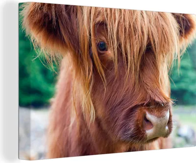 Zdjęcie produktu dla OneMillionCanvasses® - Obrazy na płótnie - 150x100 cm, Scottish Highland Cattle - Light - Macro, grafika ścienna, dekoracja ścienna