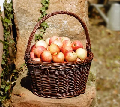 Produktbild von Bügelkorb "Ernte" aus Weide, braun, Erntekorb, Pilzkorb