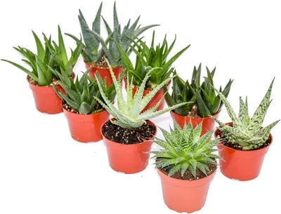 Productafbeelding van JUNAVERA Sansevieria trifasciata mix | Dracaena trifasciata | mini vrouwentong in 5 cm pot | 10 cm hoog | verkoop per stuk