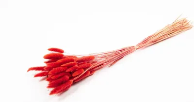 Produktbild von INNA-Glas Lagurusgras getrocknet BORKA, Bund, rot, 55-75cm, Ø12cm - Getrockneter Bund