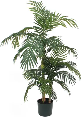 Produktbild von Palme Areca Golden Cane, 150 cm - Grün