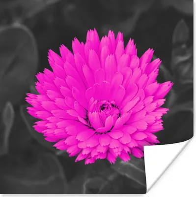 Produktbild von MuchoWow® Poster Blumen - Aquarell - Rosa 100x100 cm - Babyzimmer
