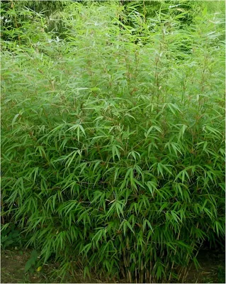 Produktbild von 20 x Fargesia murielae 'Rufa' im C2 Topf (Bambus/Bamboo/Winterhart/Ziergras/Mehrjährig) Heckenbambus - winterhart immergrün - Stauden Gänge