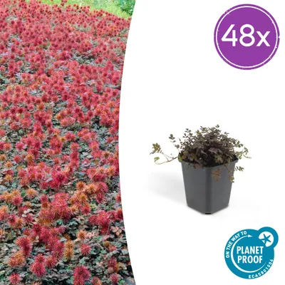 Produktbild von Acaena microphylla 'Kupferteppich' | 48 Stück - 10-25cm - Ø9cm - Gartenpflanze