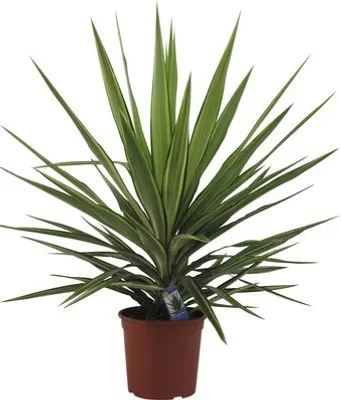 Obrázek produktu pro Juka obrovská Yucca elephantipes 'Jewel' 30-40 cm květináč Ø 20 cm