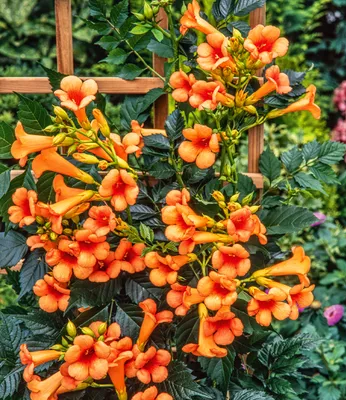 Produktbild von BALDUR Garten 1x Amerikanische Klettertrompete Campsis, Pflanze im 2 Liter-Topf, mehrjährig, winterhart, pflegeleicht, stark wachsend, klettert ca. 3-6 Meter hoch, Blüten in Hülle und Fülle