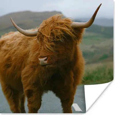 Produktbild von MuchoWow® Poster Schottischer Highlander - Berg - Straße 50x50 cm - Wohnzimmerdekoration